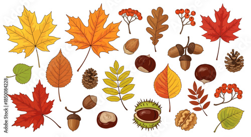 Autumn Leaves and Nuts on White Background