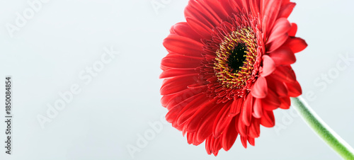 Gerbera roja