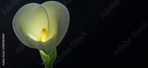 Calla iluminada