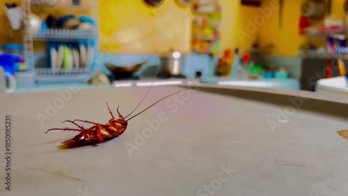 Pest Control Concept: Dying Cockroach in Domestic Environment