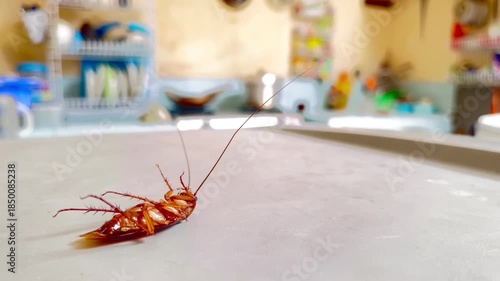 Pest Control Concept: Dying Cockroach in Domestic Environment
