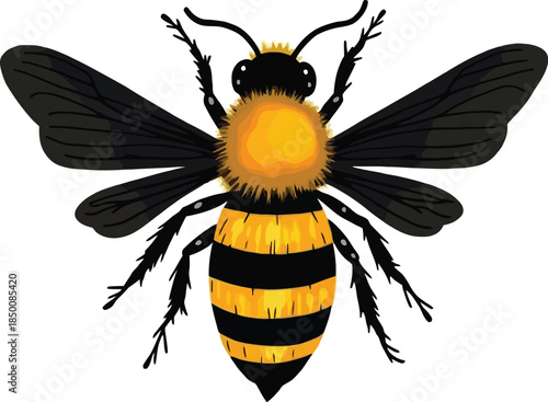 Vector art of a detailed illustration of a bee with black and yellow stripes, isolated on white background
