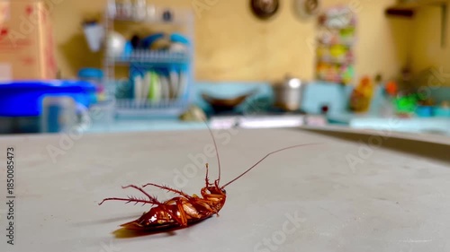 Pest Control Concept: Dying Cockroach in Domestic Environment