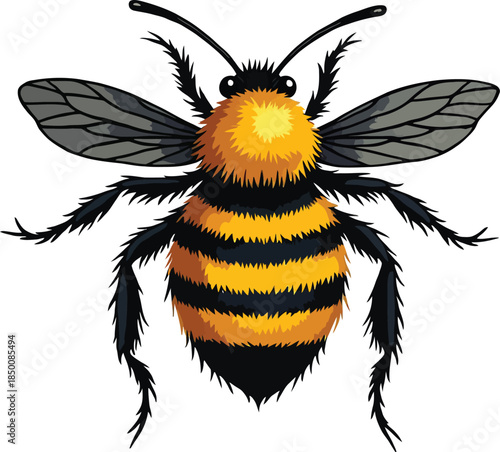 Vector art of a detailed illustration of a bee with black and yellow stripes, isolated on white background