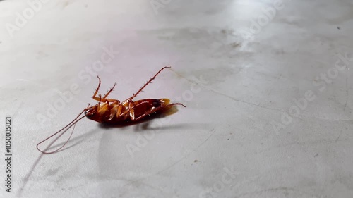 Unsanitary Cooking Area: Insect Pest on Countertop