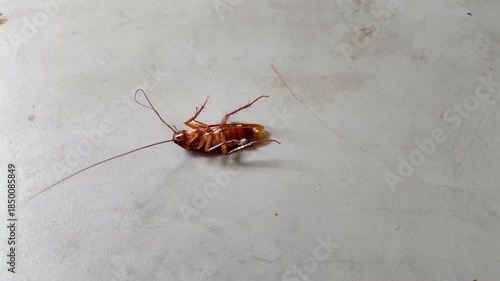 Unsanitary Cooking Area: Insect Pest on Countertop