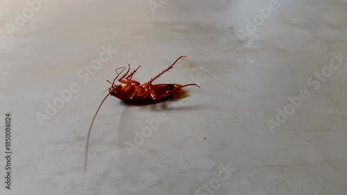 Unsanitary Cooking Area: Insect Pest on Countertop