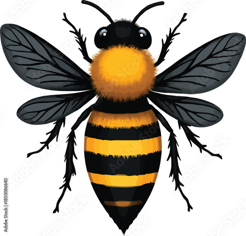 Vector art of a detailed illustration of a bee isolated on white background