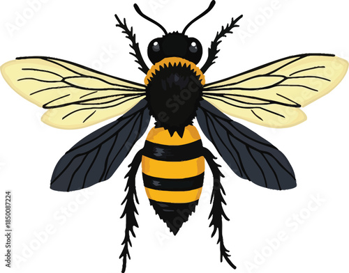 Vector art of a detailed illustration of a bee with black and yellow stripes and translucent wings, isolated on white background