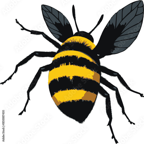 Vector art of a detailed illustration of a bee isolated on white background