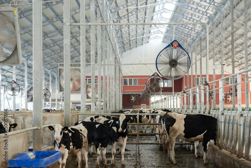 Dairy cows and calves thriving in a modern barn, benefiting from advanced ventilation systems managing heat stress, showcasing animal welfare in industrial agriculture premises
