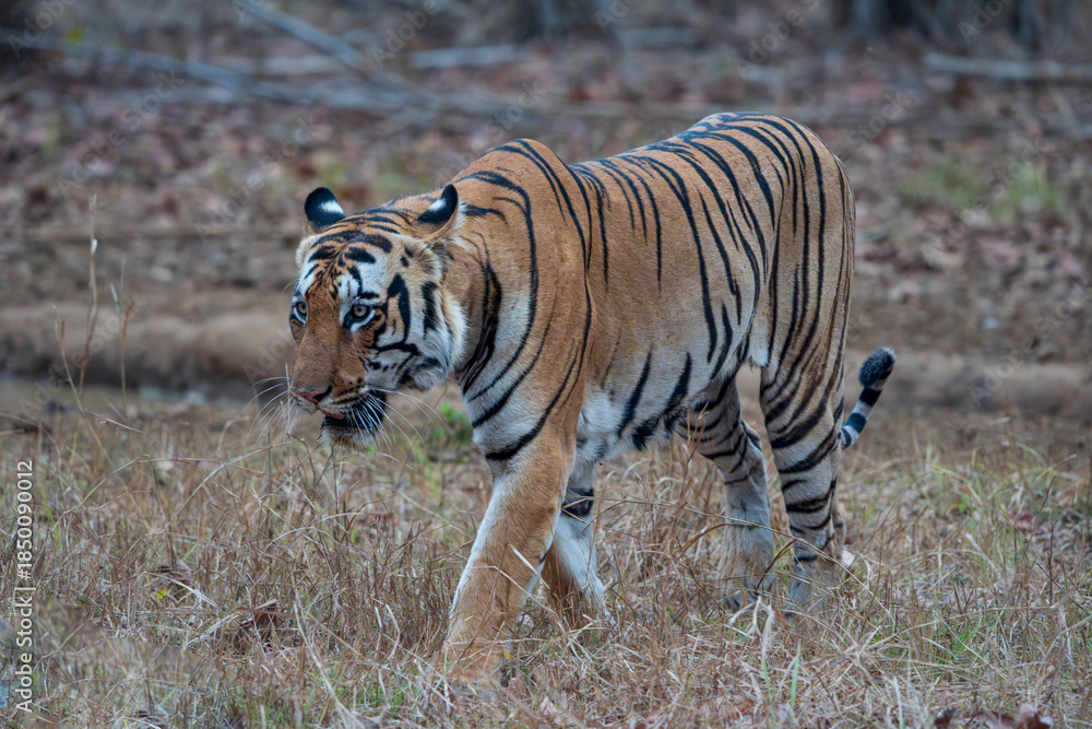 Fototapeta premium Benga tiger in the wild