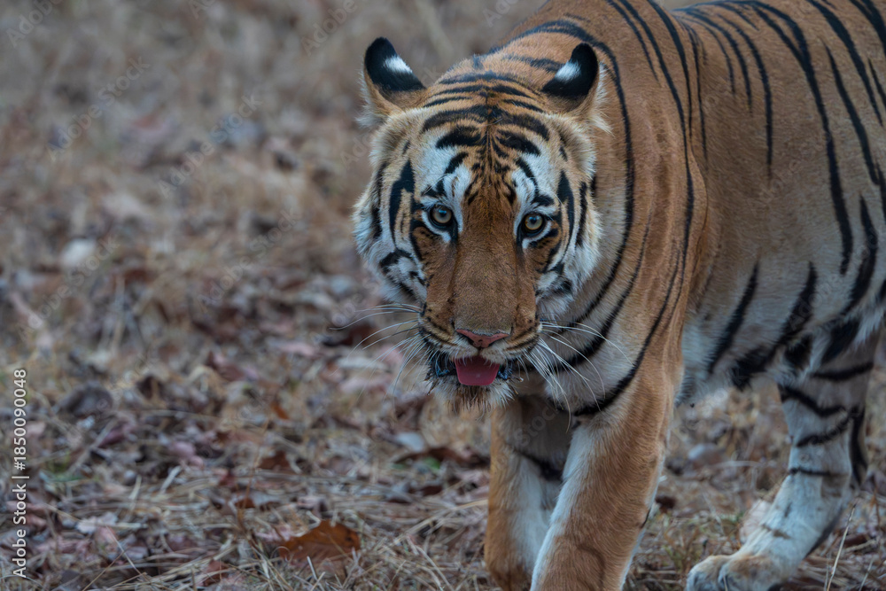 Fototapeta premium Benga tiger in the wild