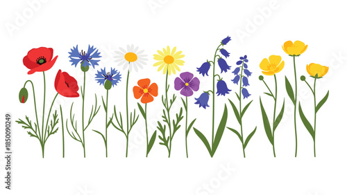 A vibrant collection of wildflowers including poppies, cornflowers, daisies, and bellflowers creates a cheerful botanical illustration.