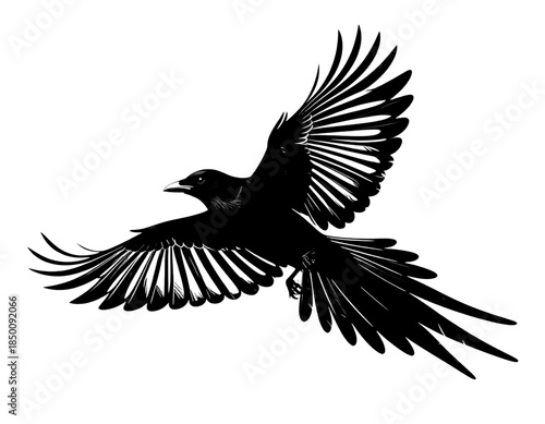  Minimalist Black and White Magpie Silhouette with Simplified Features, Front View, Isolated