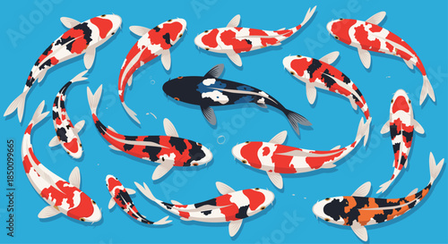 Koi fish swim in a bright blue pond creating a colorful swirl of red white black and orange patterns that shimmer under sunlight.