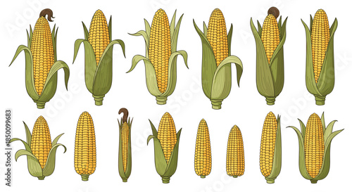 Rows of yellow corn ears with green husks are shown in a repeating agricultural display that showcases harvest imagery and countryside produce.