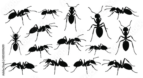 Silhouettes of numerous ants marching and foraging across a plain white background showing worker ants in various poses and sizes.