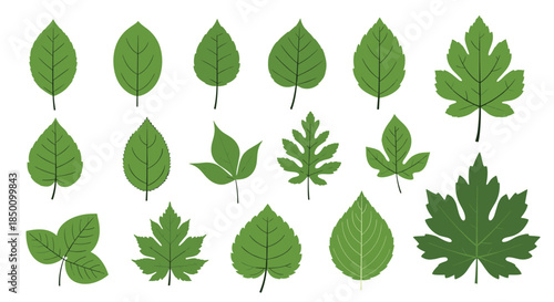 Collection of various green leaf silhouettes in different shapes and sizes arranged across a white background for botanical reference and design inspiration.