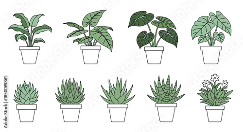 Nine potted houseplants arranged in two neat rows showcasing a variety of leafy greens and succulents in simple white containers.