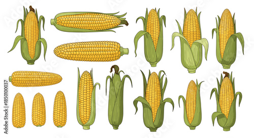 Colorful collage of ripe corn ears in varying orientations showcasing fresh maize with yellow kernels and green husks spread across a white background.