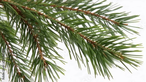 Closeup of Pine Branches and Green Needles.