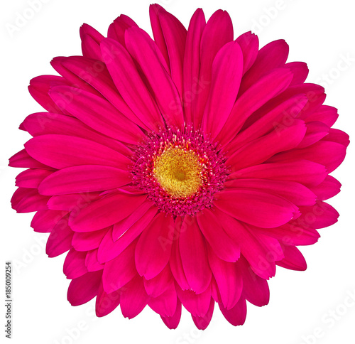 Gerbera  flower  on  isolated background with clipping path. Closeup. For design. Nature. Transparent background.	
