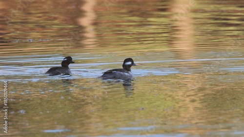 Slow motion of two bufflehead ducks (Bucephala albeola), a first-winter drake and hen, swimming on calm water at Antelope Lake in Plumas County, California.