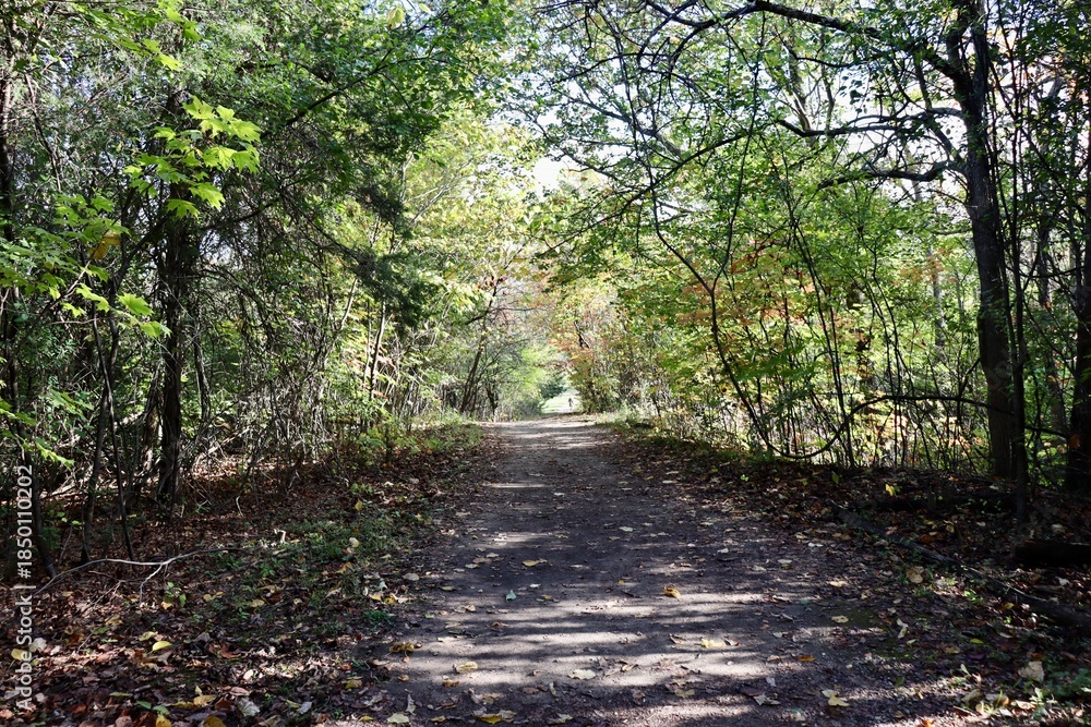 Fototapeta premium The long path in the woods on a autumn day.