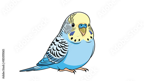 Charming illustration of a common blue budgerigar, also known as a budgie or parakeet, standing on a white background.