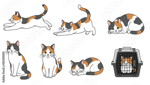 Set of illustrations showing a cute calico cat in various poses such as stretching, sleeping, playing, and inside a pet carrier.