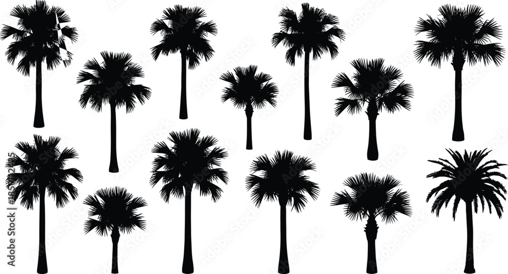 Fototapeta premium Palm tree silhouette, tropical design, black shape, botanical art, exotic plant, summer icon, nature element, beach vibe, island mood, foliage