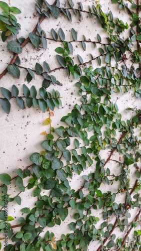Green Creeping Fig on White Wall