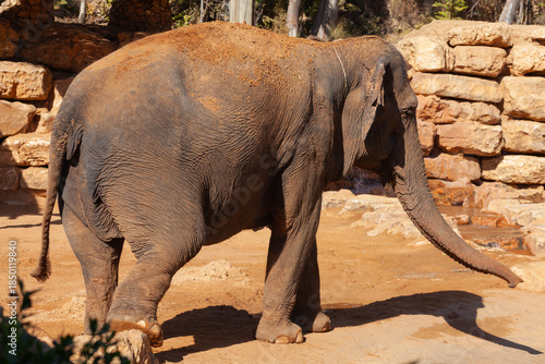 Принти на полотні Big elephant. Close-up. Zoo Savannah