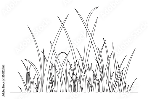 Wild grass in natural setting