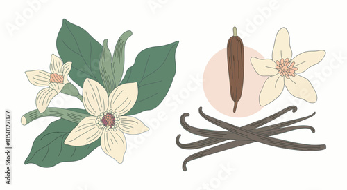 Botanical illustration featuring vanilla orchid flowers and mature pods, depicting the natural spice's journey from bloom to bean