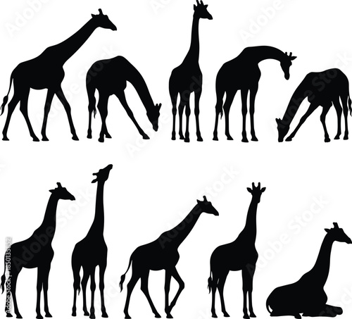 Collection of Black Giraffe Silhouettes in Various Poses on White Keywords: giraffe, silhouette, animal, wildlife, africa, mammal