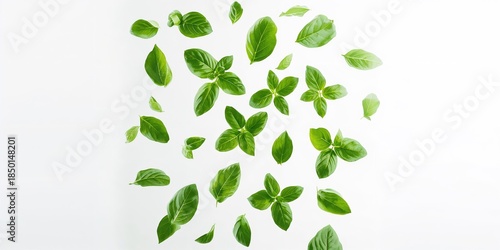 Set of flying basil leaves on white background functioning as a clean, minimalist backdrop for editorial content, seasonal change