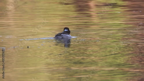 First winter male bufflehead duck (Bucephala albeola) swimming alone on calm water at Antelope Lake in Plumas County, California, with autumn reflections on the lake surface.
