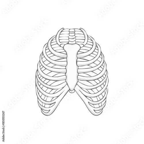 Human Ribcage Illustration, Anatomy, Skeleton System, Medical Drawing