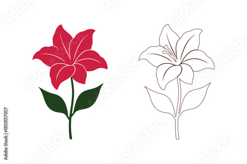 Illustrated comparison of a lily flower Vector