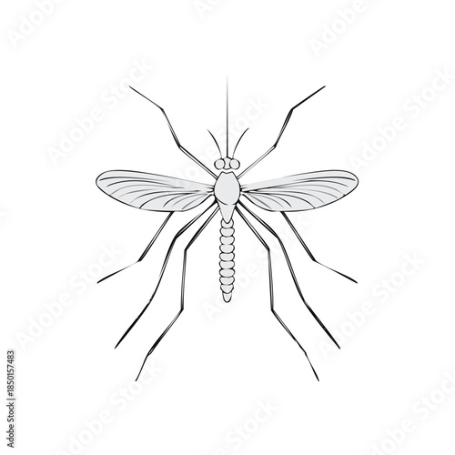 Mosquito isolated illustration featuring wings and legs in detailed design with insect pest and danger.