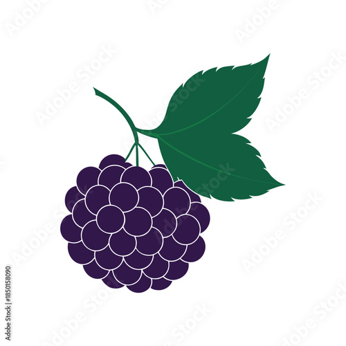 Single purple berry with leaf Vector