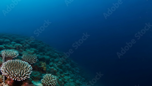Fototapeta Naklejka Na Ścianę i Meble -  Underwater view of vibrant coral formations on a reef slope in the deep blue ocean.