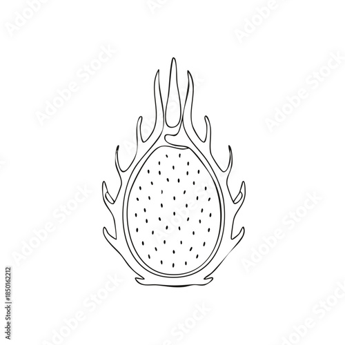 Dragon fruit outline illustration; Exotic tropical fruit drawing for prints, books, recipes or decorations.
