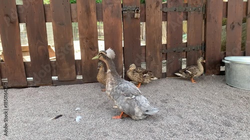Domestic ducks and small ducklings walking on a farm near a wooden fence