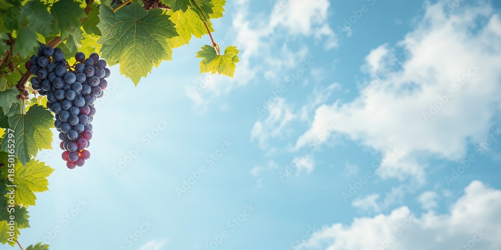 Fototapeta premium Grapevine with leaves under bright summer sky, textured backdrop for nature-themed design