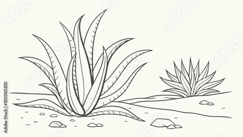 Agave Plants Line Art Illustration for Desert Botanical Design Natural Product Packaging and Web Graphics
