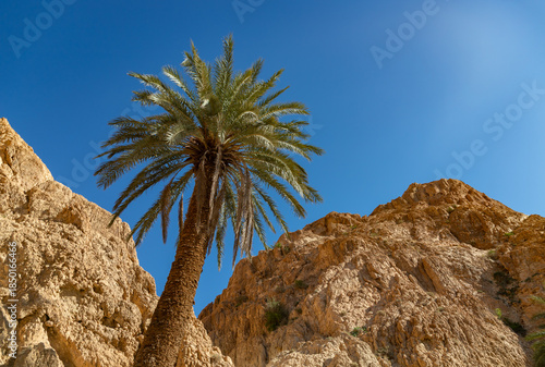 Chebika Oasis in Tunisia