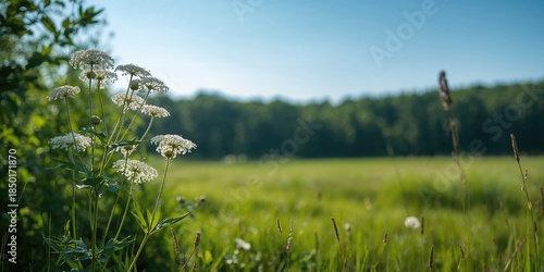 Fototapeta Naklejka Na Ścianę i Meble -  Wild Siberian Hogweed plant flowering in summer forest, highlighting medicinal properties, nature scene
